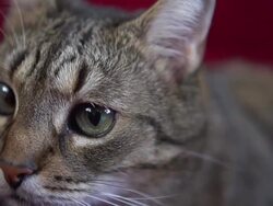 Domestic cat Stock Footage