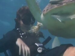 Diver feeding Green turtle (Chelonia mydas) with sea grass from mouth, turtle appears to talk to diver, House reef, Dimakya Island, Coron, The Philippines Stock Footage