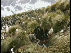 WA zoom out and pan left over colony of Rockhopper penguins, Antarctica Stock Footage