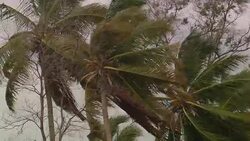 Wind ruffles palm fronds. Stock Footage