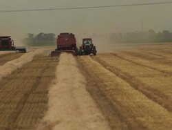 Harvesting winter wheat Stock Footage