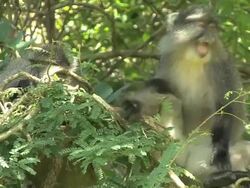 Samango monkeys Stock Footage