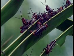 CU red and black crickets on tree, Amazon, South America Stock Footage