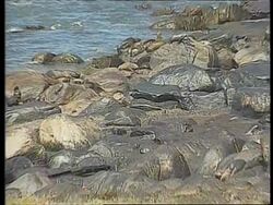 Uruguay - Sea lions threatened by oil slick News Clip