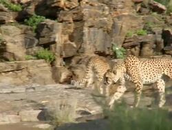 MS PAN Cheetah in rocky area / Kunene, Namibia Stock Footage