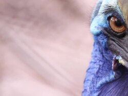 Cassowary Stock Footage