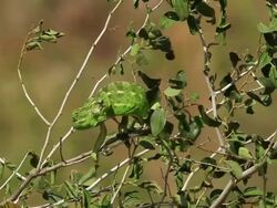 Chameleon- Camouflage Walk on Jujube Tree Stock Footage