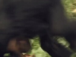 ECU, ZO, MS, Three young chimpanzees (Pan troglodytes) playing, Gombe Stream National Park, Tanzania Stock Footage