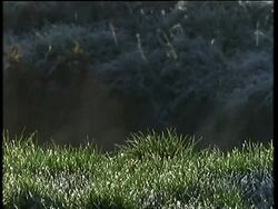 CU mist rises from dewy grass, England, UK Stock Footage