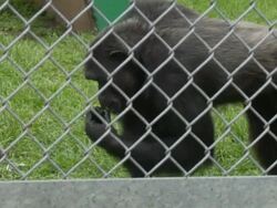 Chimpanzees at Texas Biomedical Research Institute eat Stock Footage