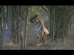 MS Bengal tiger standing in forest, Bannerghata NP, India Stock Footage