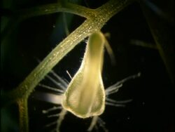 Bladderwort catching Daphnia, UK Stock Footage