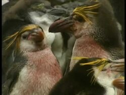 MS pair of adult Royal Penguins, Eudyptes schlegeli, with blood on chests, Antarctica Stock Footage