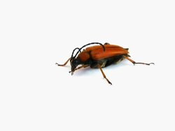 stag beetle Stock Footage