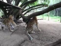 The Dog And Tiger That Are Best Friends Stock Footage