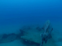 MS Shot of Potato bass swimming with various fish drifting and moving with surge above sea floor / Matola, Maputo, Mozambique Stock Footage