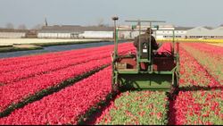 A farmer using a special machine to take the heads off daffodils in he world famous tulip fields near Lisse in the Netherlands. Stock Footage