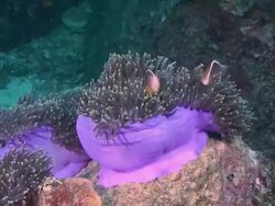 Beautiful close of a large purple anemones with fish swimming through the tentacles Stock Footage