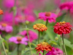 Zinnia Stock Footage