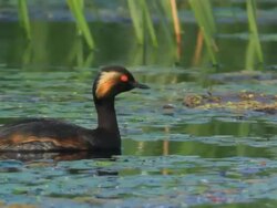 CU Shot of Black necked Grebe swimming in pond / Tulcea, Danube Delta, Romania Stock Footage