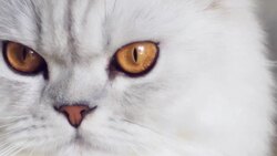 White Cat Stock Footage