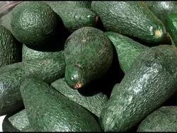 Organic Long Avocados Stock Footage