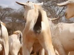 Herd of goats Stock Footage