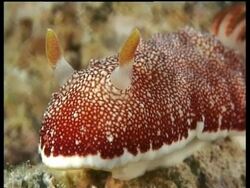 Sea slug, C. reticulata, CU head, MS resting, Mabul, Borneo, Malaysia Stock Footage