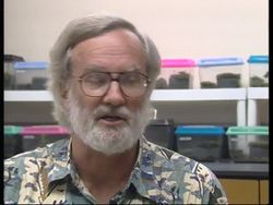 RR0241/C  Hawaii: Frogs News Clip