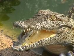 Crocodile's head Stock Footage