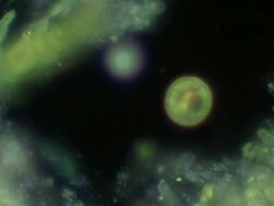 Globular euglenoid Stock Footage