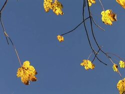 HD: Autumn leaves Stock Footage