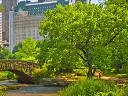 Central park Stock Footage