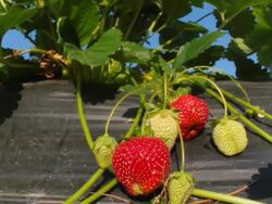 Strawberry picking Stock Footage