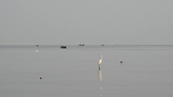 Egret standing on a tree stump in the sea Stock Footage