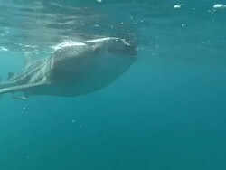 MS TS Whale shark swimming near surface / Oslob, Cebu, Philippines   Stock Footage