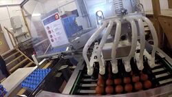 Eggs being sorted by machinery News Clip