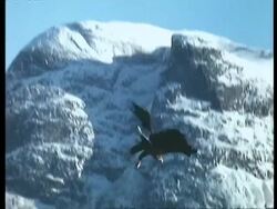 MCU Sea Eagle swoops down to catch fish from lake, Arctic Stock Footage