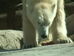 Wet Polar Bear Eats after Swimming Stock Footage