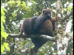 Red-fronted Brown Lemur Eulemur fulvus rufus Ranomafana National Park Stock Footage