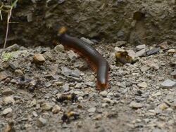 Millipede & Bee Stock Footage