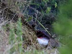 Leopard eating at secret place - camouflage Stock Footage