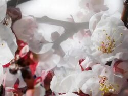 APPLE BLOSSOM : close-up, quadrilateral (seamless loopable) Stock Footage