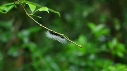 Caterpillar walk on branches in forest, Thailand. Stock Footage