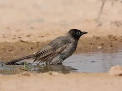 Trogon bathing in desert cistern, Israel Stock Footage