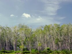 MS Rubber plantation Stock Footage