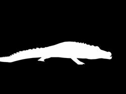 Eating Crocodile (Loopable) Stock Footage