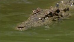 A crocodile snaps its jaws, then swims near another crocodile. Stock Footage