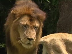 Pull Back Shot Lions Singapore Stock Footage