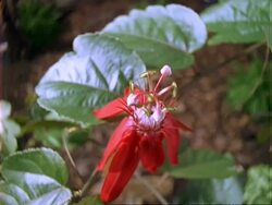 T/L red Passion flower opens and closes, natural background, CU, Panama. Stock Footage